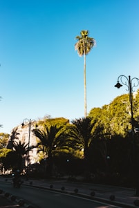 A tall palm tree stands prominently against a clear blue sky. Surrounding it are several shorter palm trees and dense greenery, with a paved street lined with decorative lamp posts in the foreground. Spherical bollards line the edge of the road, which is slightly shaded by the trees.