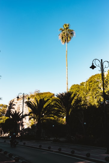 A tall palm tree stands prominently against a clear blue sky. Surrounding it are several shorter palm trees and dense greenery, with a paved street lined with decorative lamp posts in the foreground. Spherical bollards line the edge of the road, which is slightly shaded by the trees.