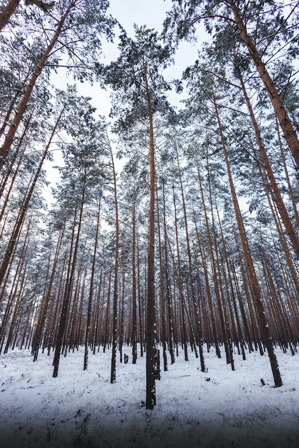 a forest filled with lots of tall trees covered in snow