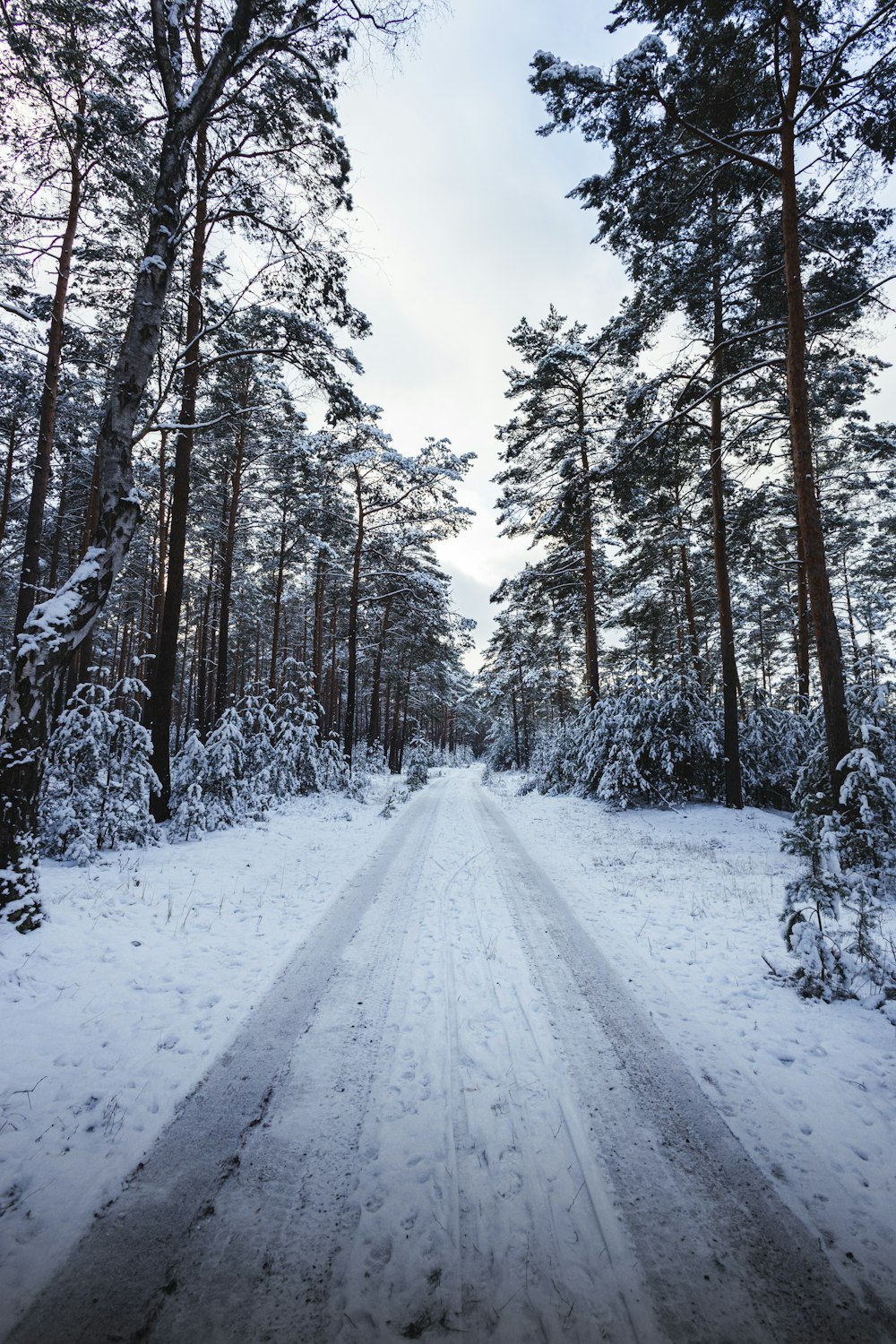 a snow covered road in the middle of a forest