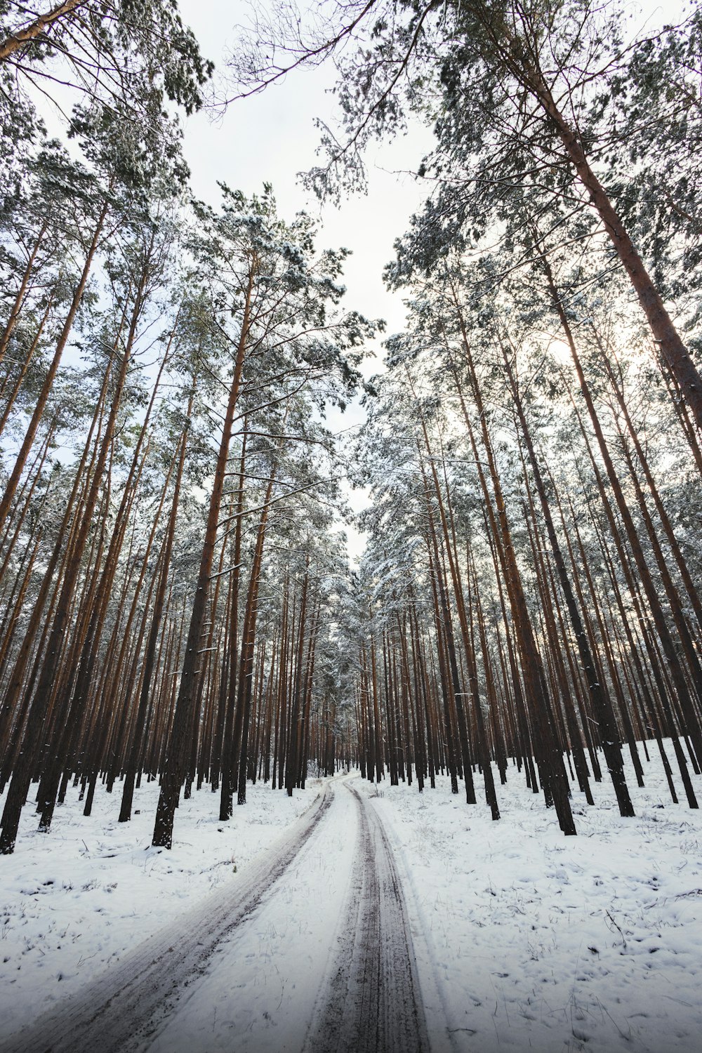 a snow covered road surrounded by tall pine trees