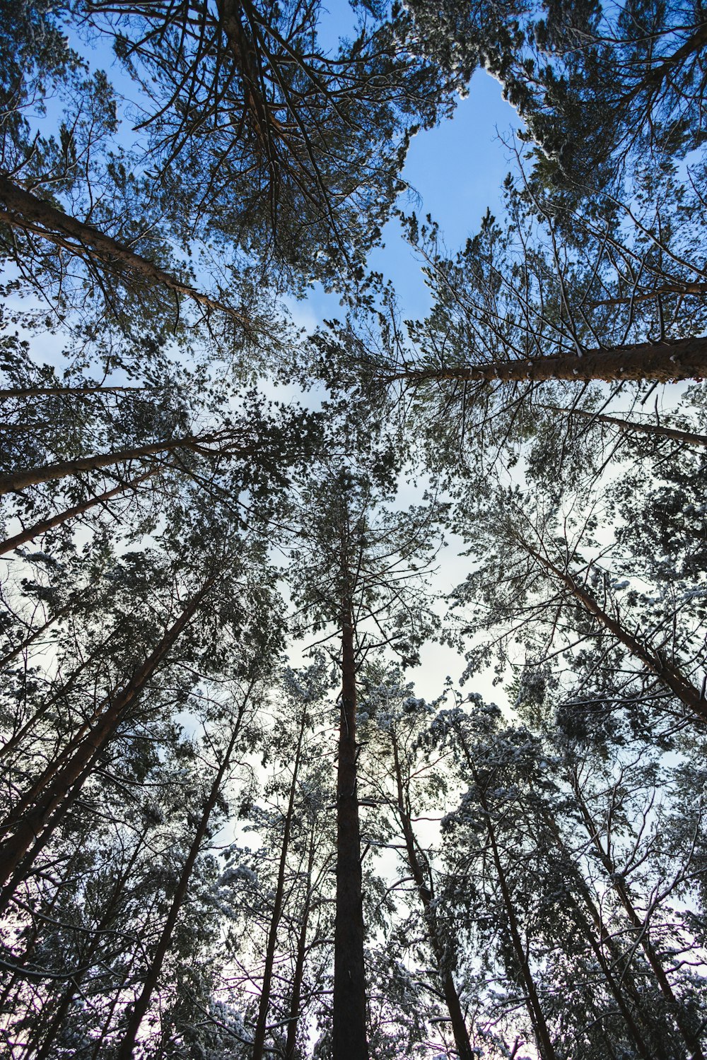 a group of tall trees standing next to each other