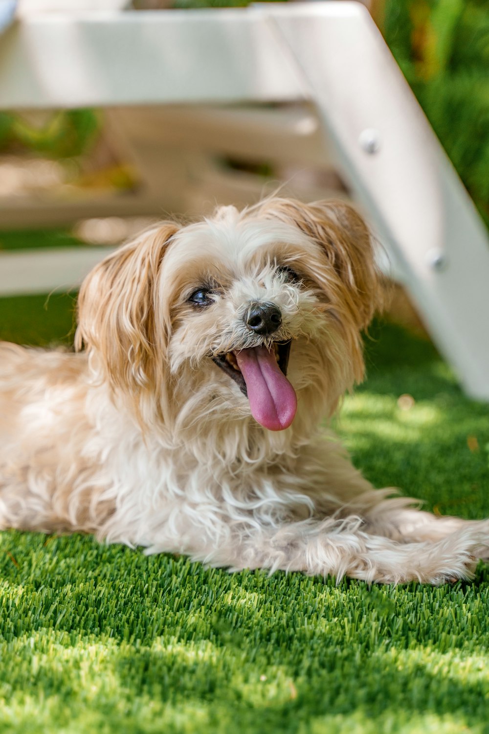 a small white dog laying on top of a lush green field