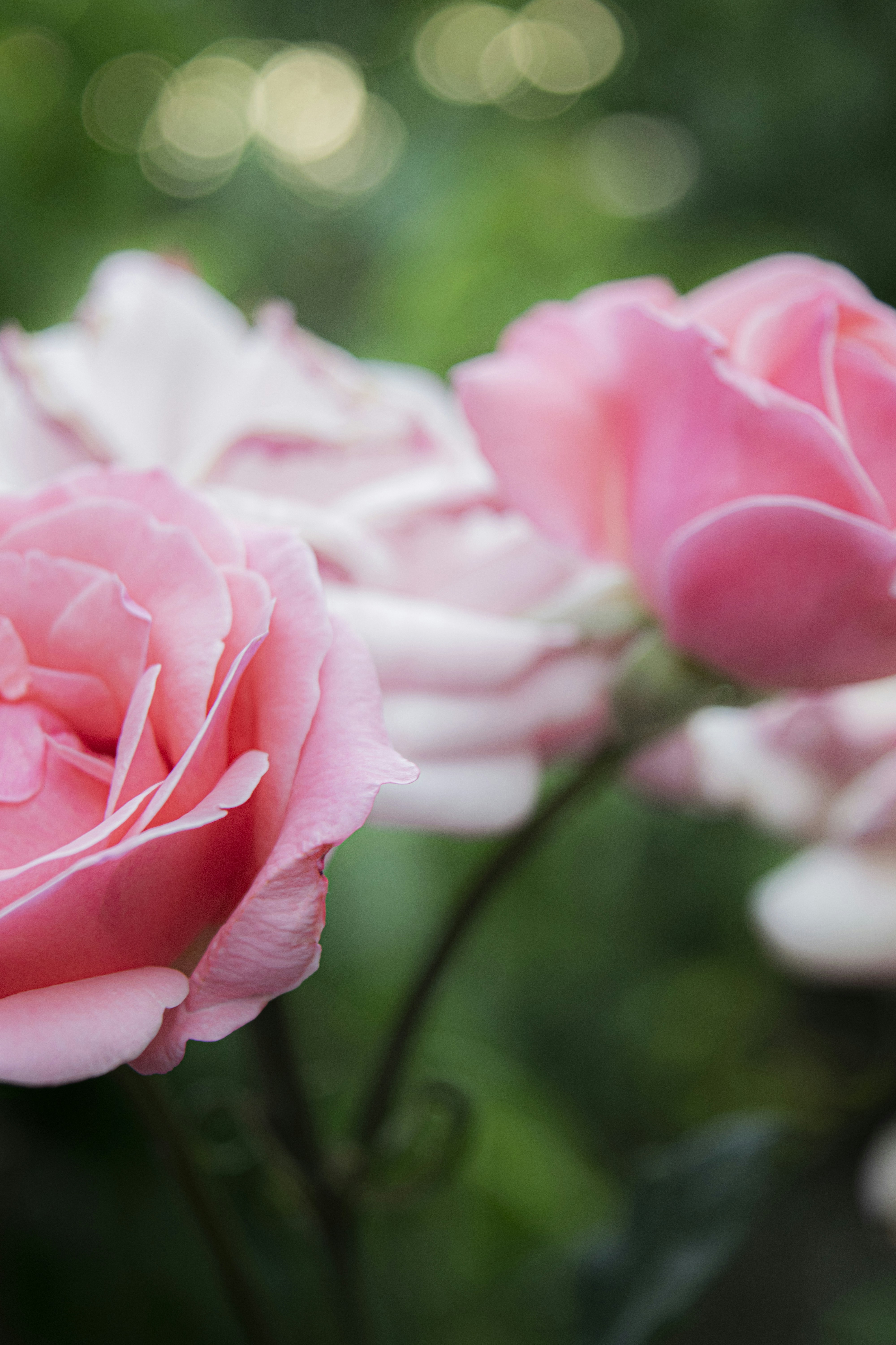 Photo by alimousavi1400