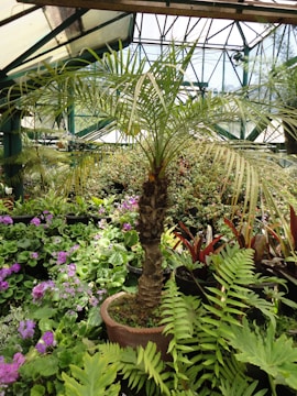 Diverse plants growing in a greenhouse environment.