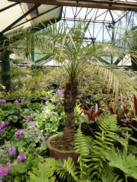 A diverse group of researchers collaborating in a bright greenhouse filled with various plants.