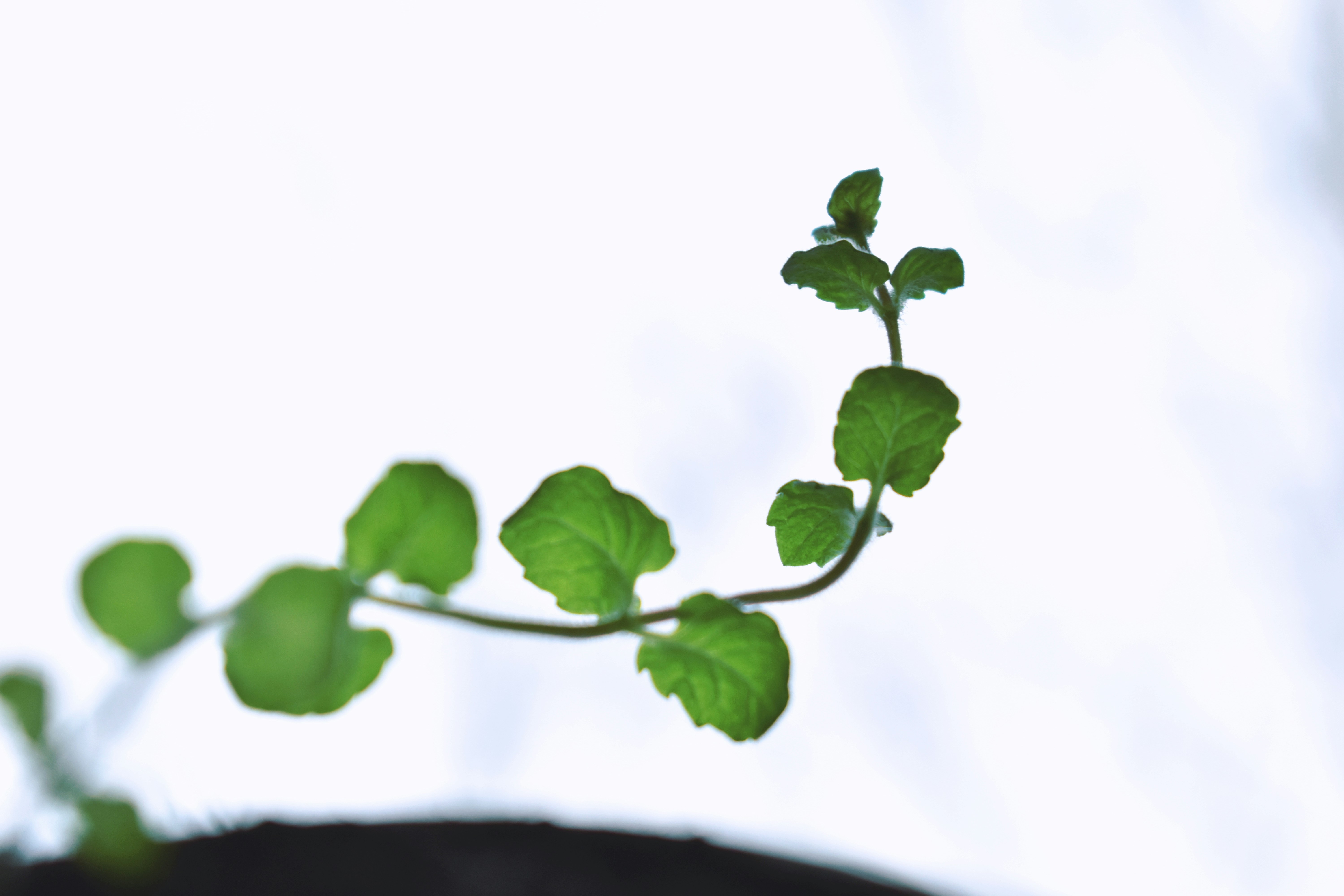 8 Remote Fractional CMO Paid Ads Strategies for SaaS Growth