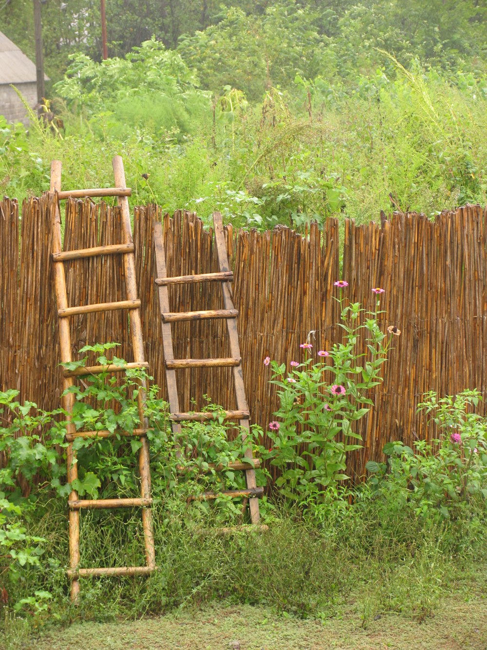 a wooden ladder leaning against a bamboo fence