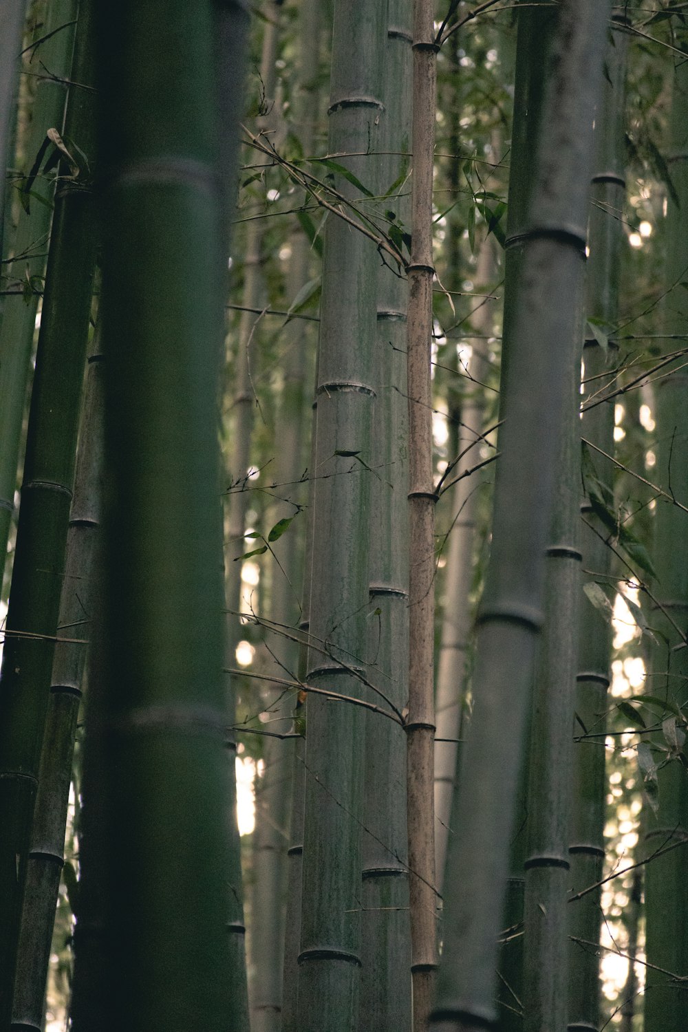 a group of tall bamboo trees in a forest