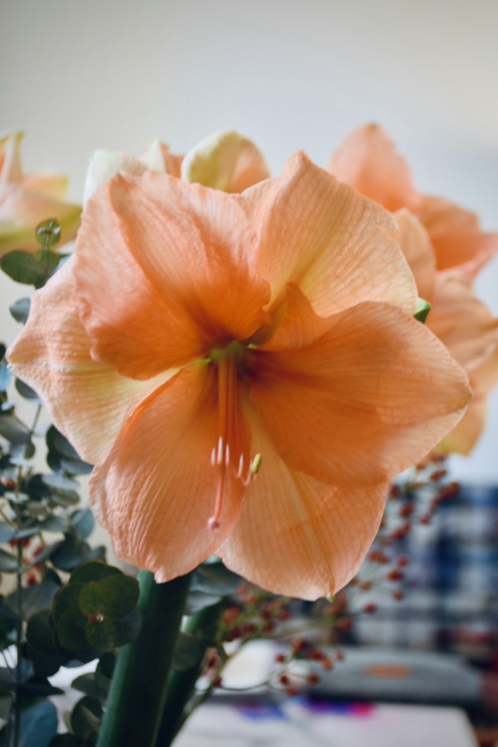 a close up of a flower in a vase