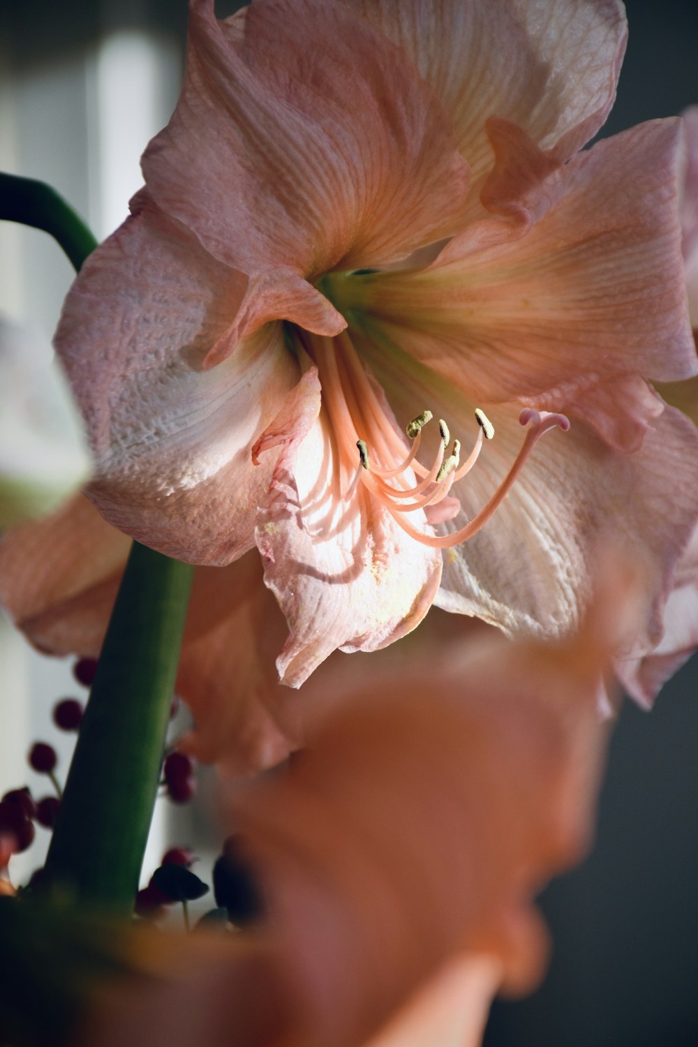 a close up of a pink flower in a vase