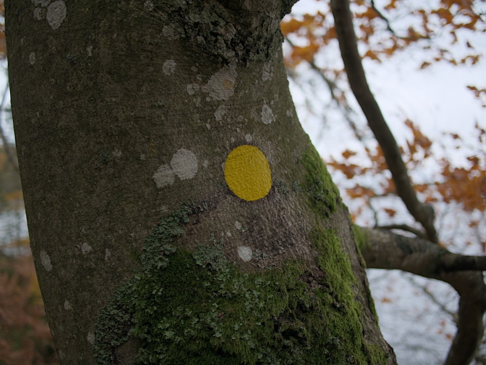 a tree with a yellow circle painted on it