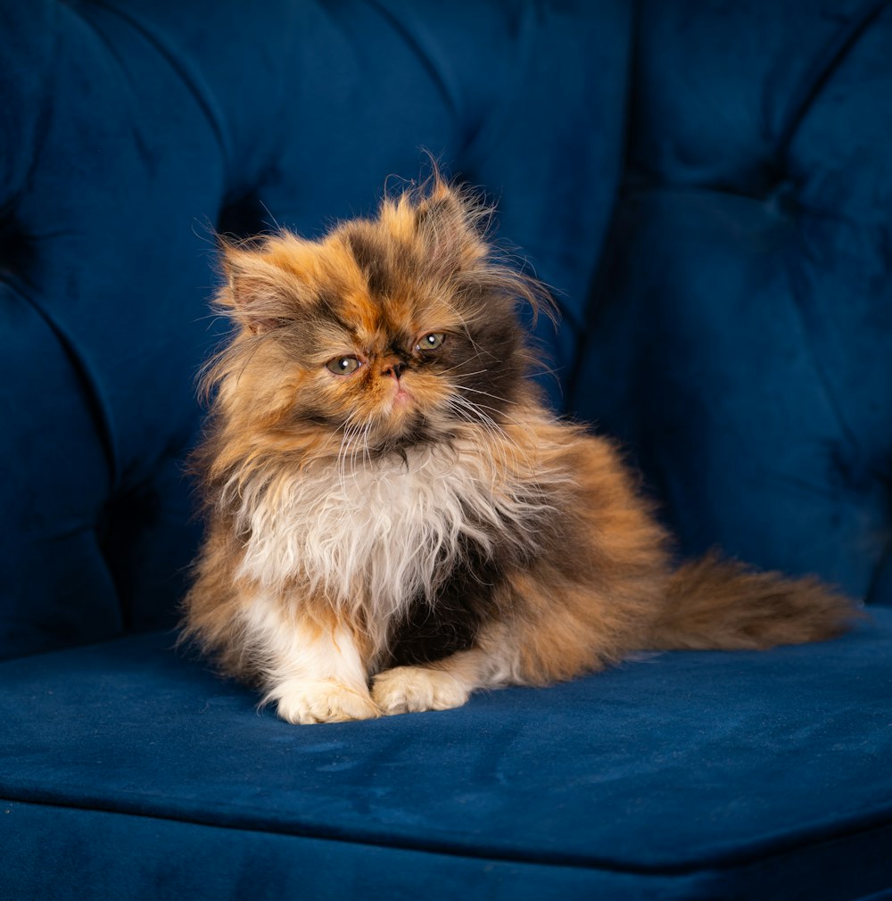 a fluffy cat sitting on a blue couch