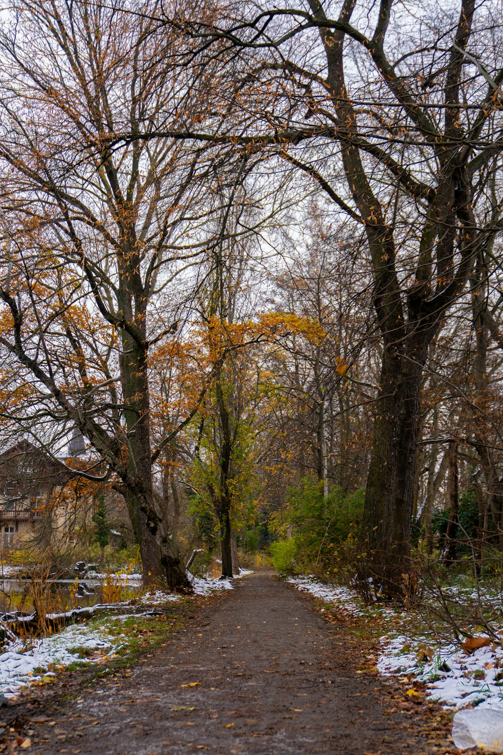 a dirt road surrounded by trees covered in snow