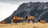 A herd of elk with impressive antlers stand and lie on a grassy field in front of a snow-dusted mountain range. The sky is overcast, adding to the wild and natural atmosphere.