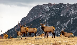 A herd of elk with impressive antlers stand and lie on a grassy field in front of a snow-dusted mountain range. The sky is overcast, adding to the wild and natural atmosphere.