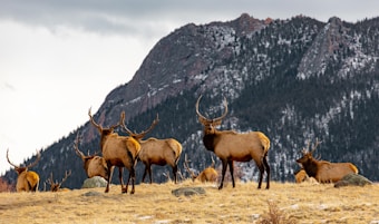 A herd of elk with impressive antlers stand and lie on a grassy field in front of a snow-dusted mountain range. The sky is overcast, adding to the wild and natural atmosphere.