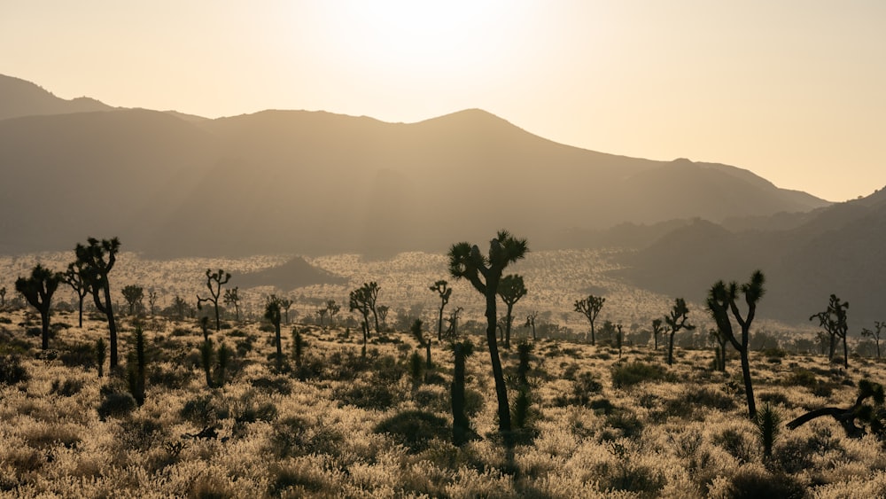 the sun shines on a desert landscape with mountains in the background