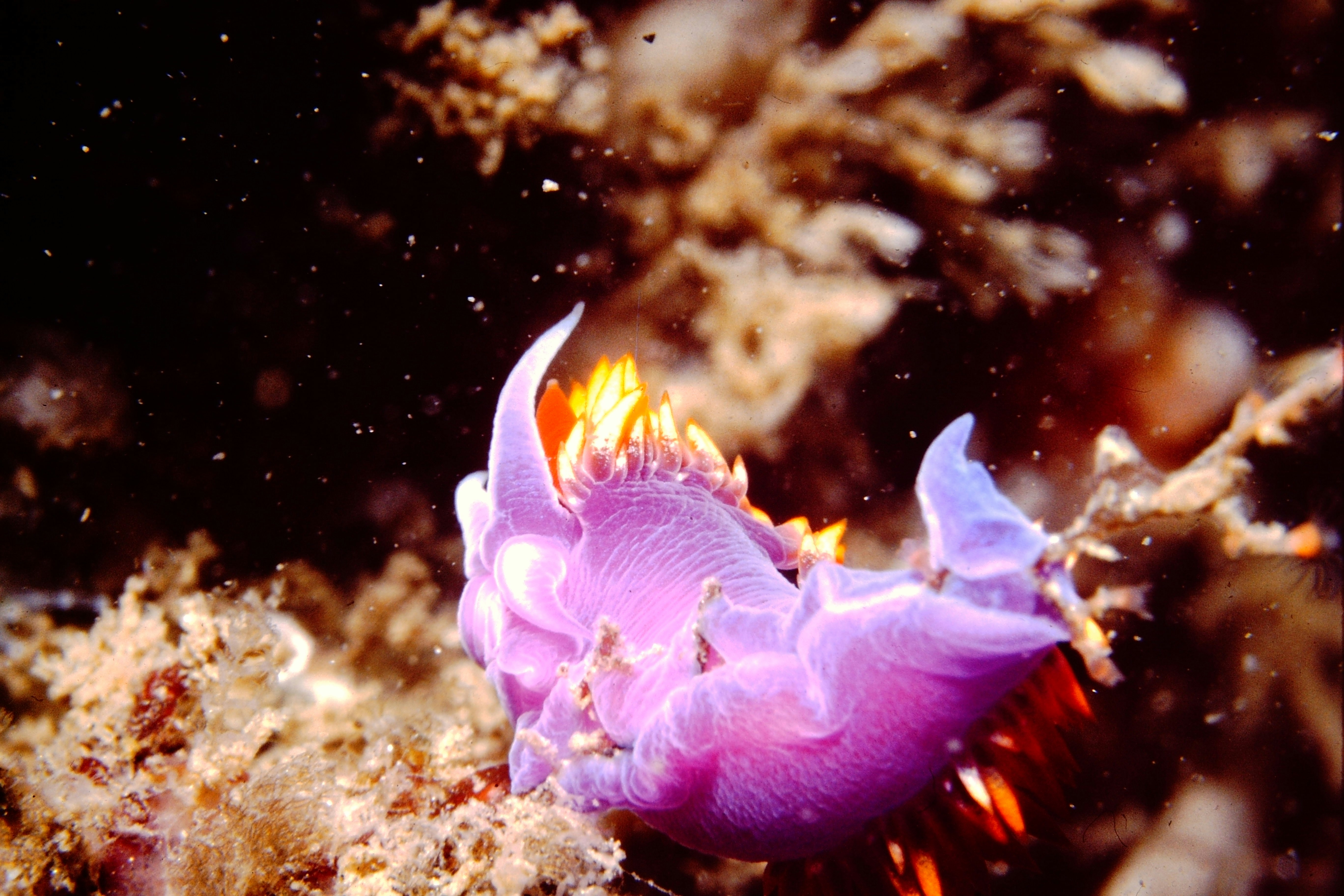 Photo by as_i_find_it