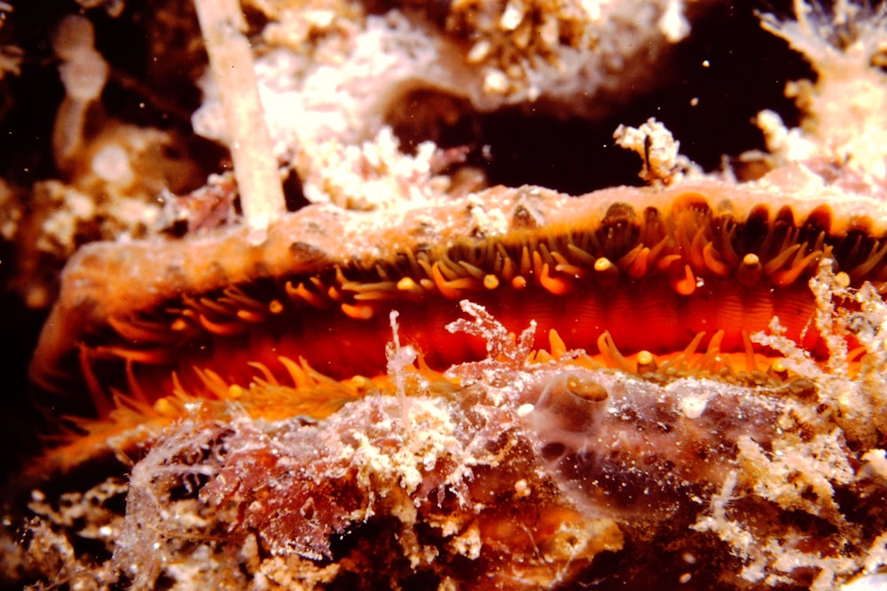 a close up of a sea anemone on a coral