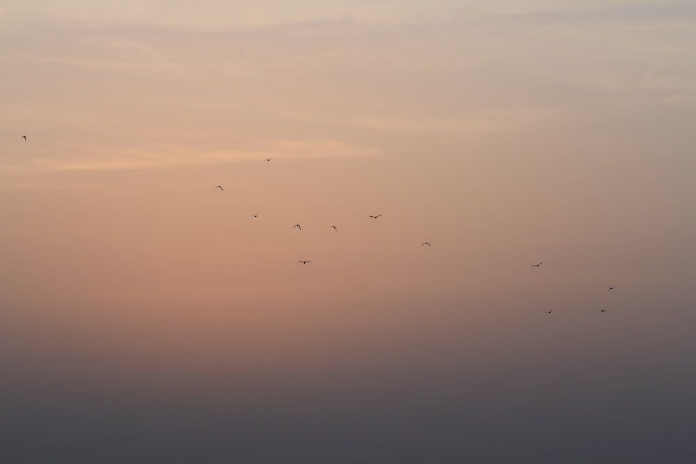 a flock of birds flying in the sky