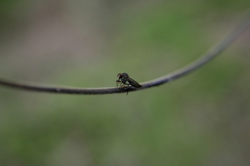 Un pequeño insecto sentado encima de un alambre
