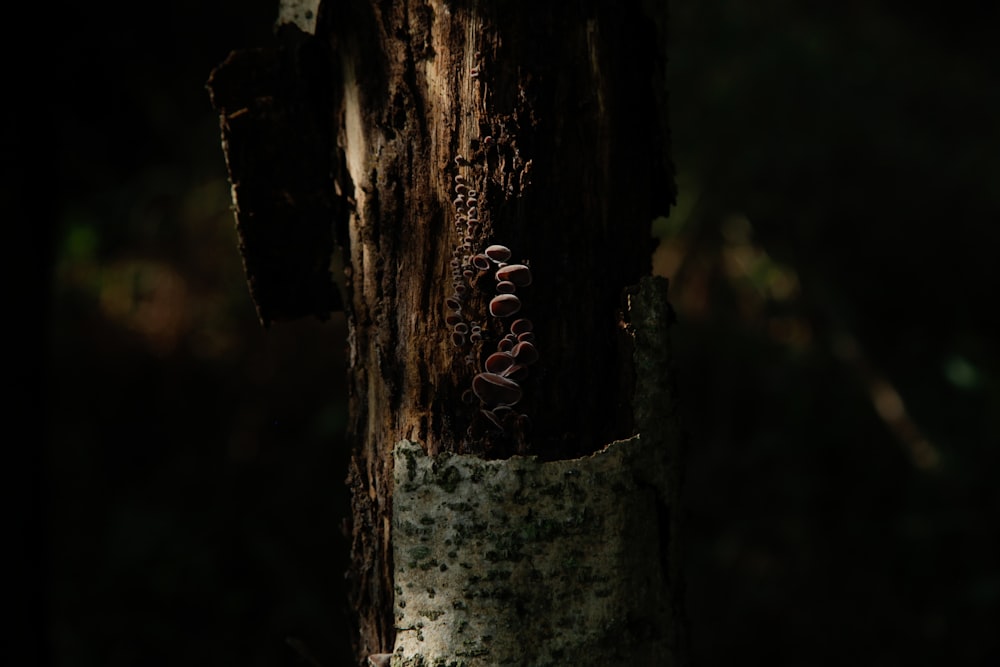 a close up of a tree trunk with a sticker on it