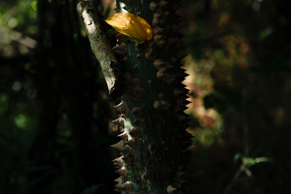 a close up of a leaf on a tree