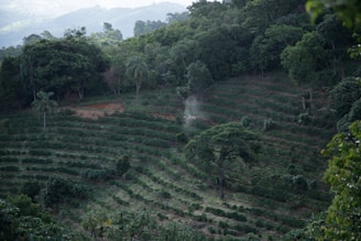 a lush green hillside covered in lots of trees