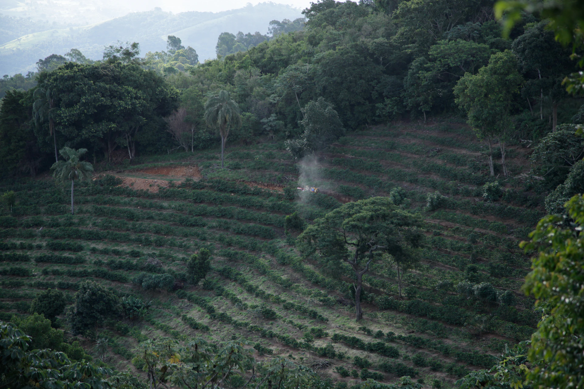 Coffee hillside farm