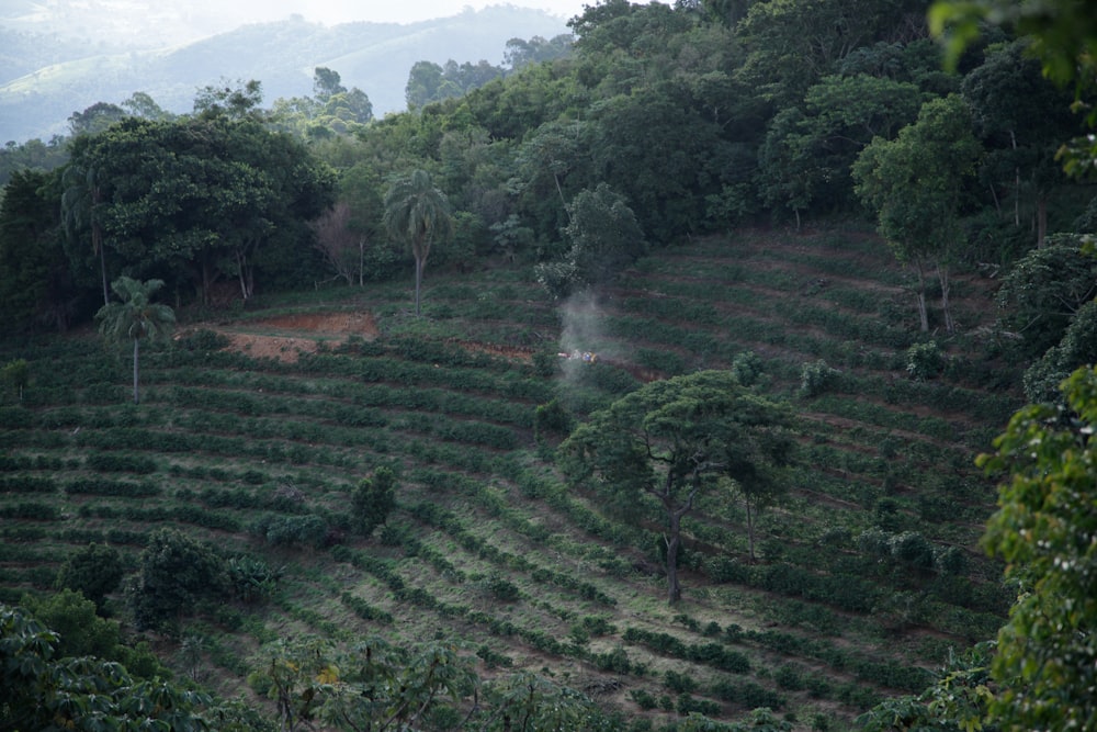 a lush green hillside covered in lots of trees