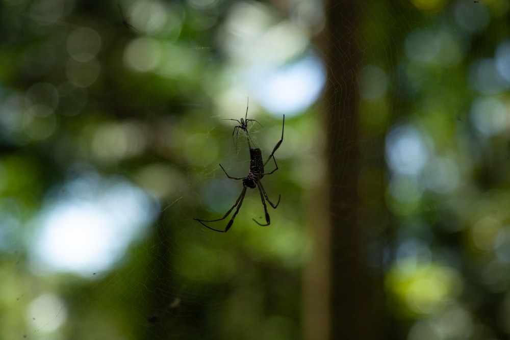 a spider sitting on its web in the middle of a forest