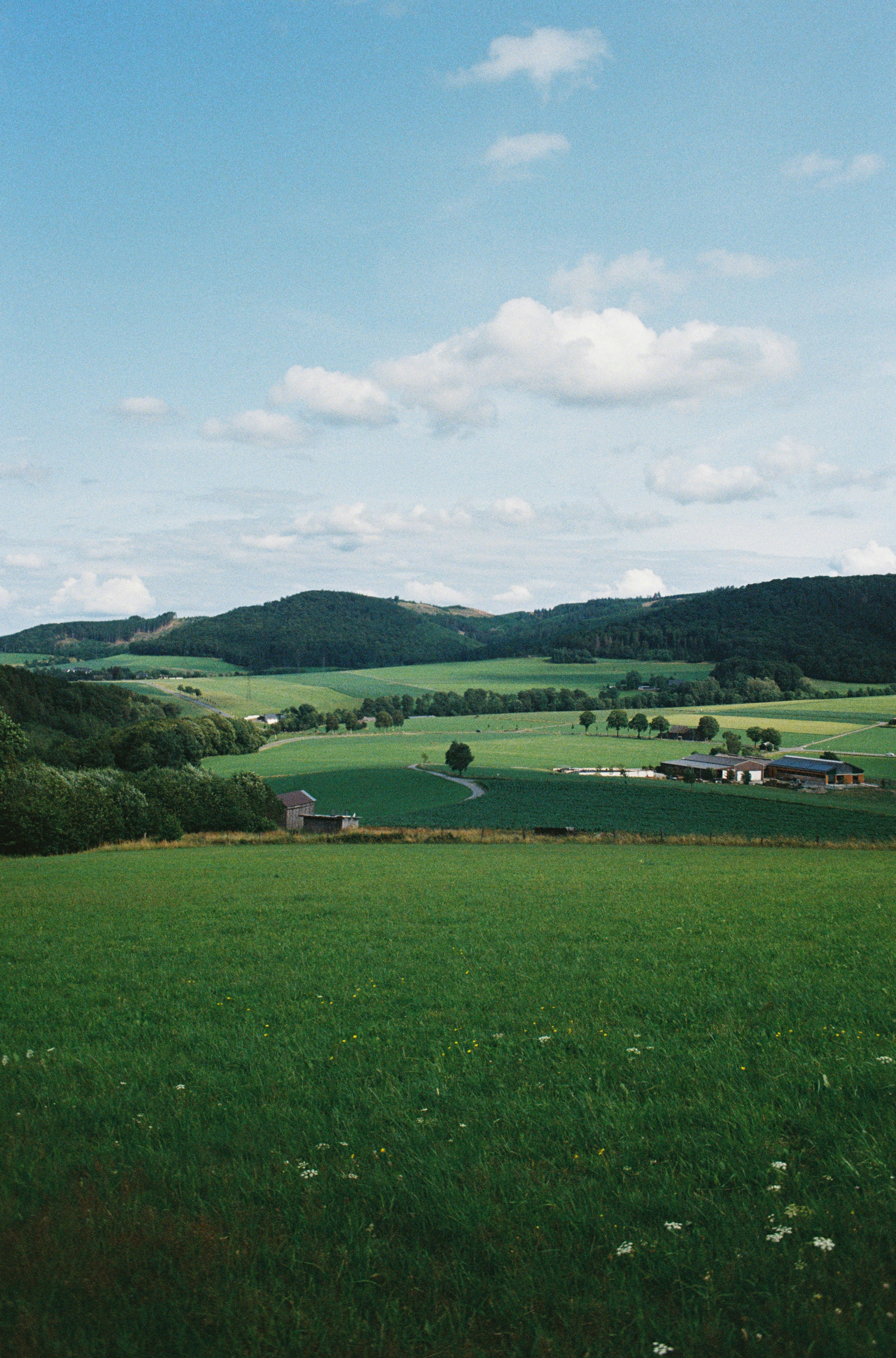 a lush green field filled with lots of green grass