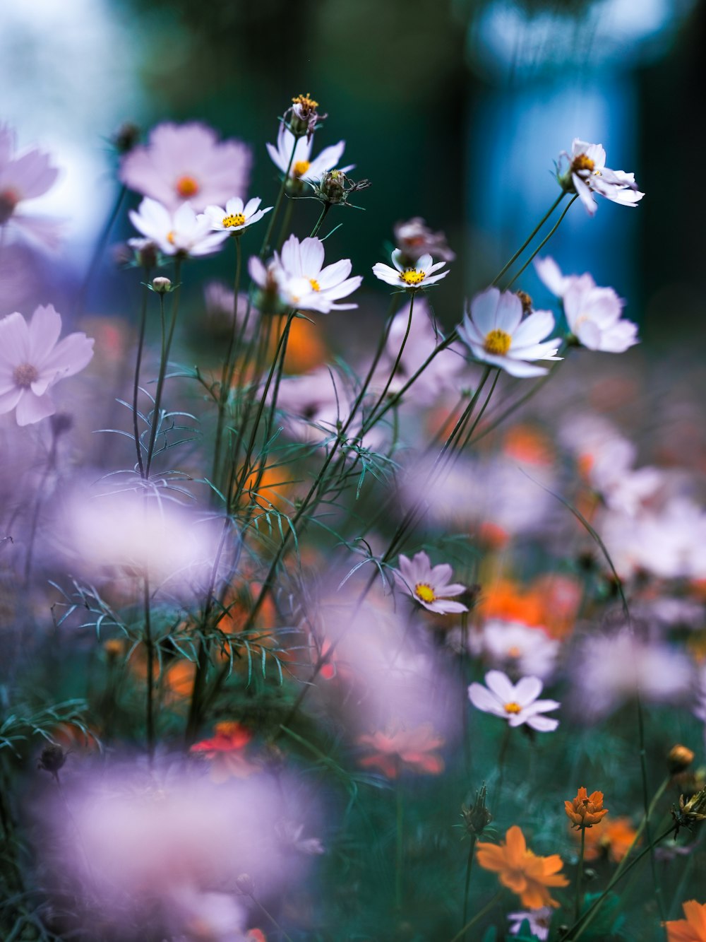 un bouquet de fleurs qui sont dans l’herbe