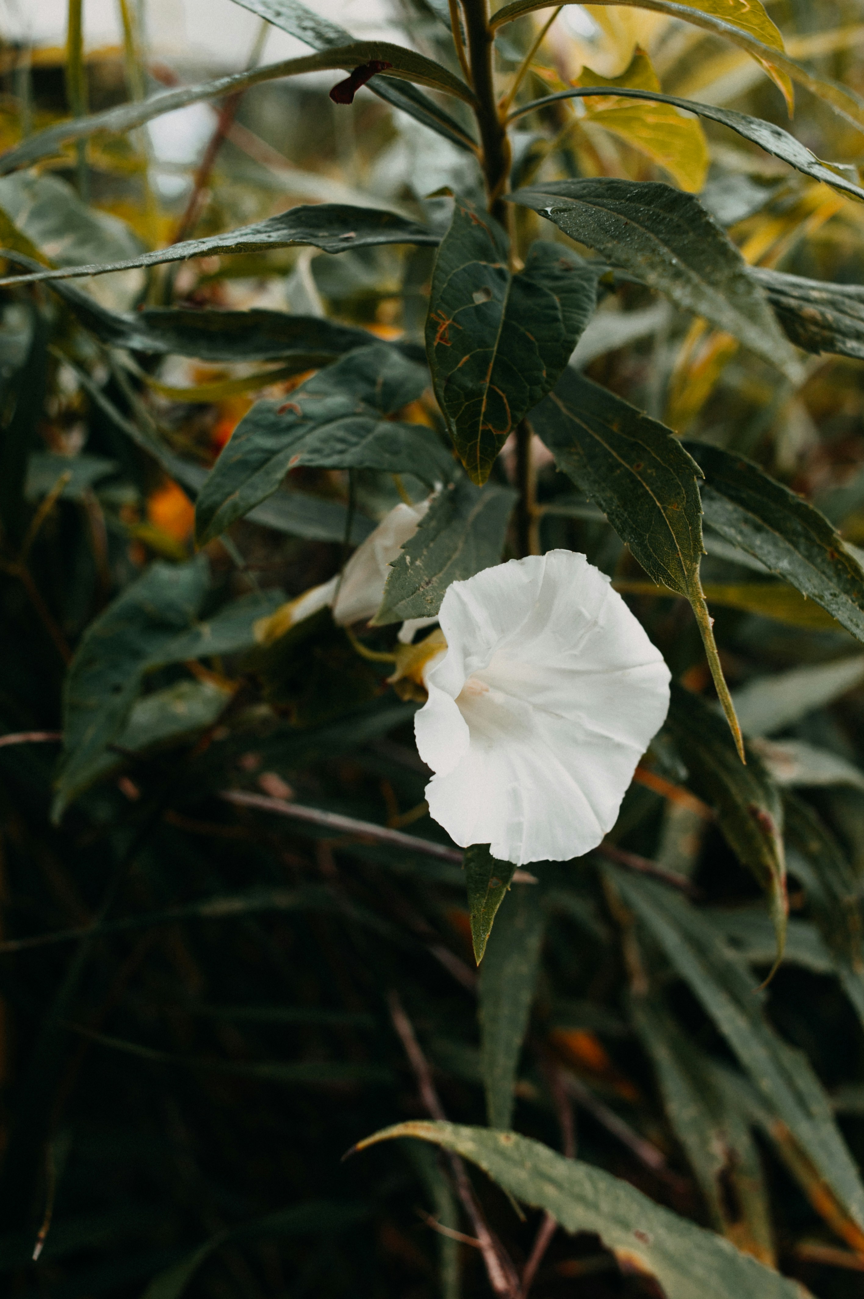 Photo by prairiepilgrim