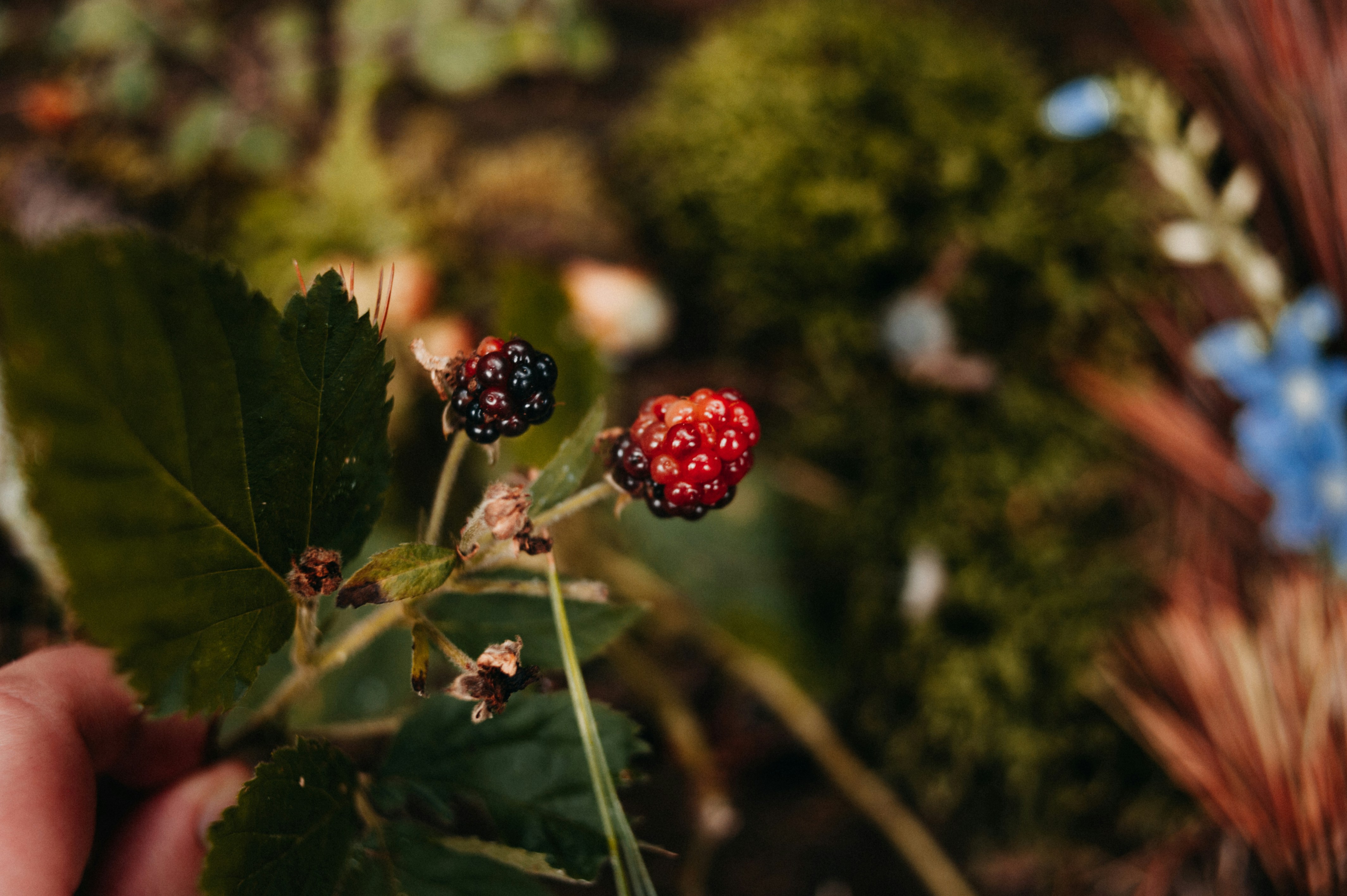 Photo by prairiepilgrim