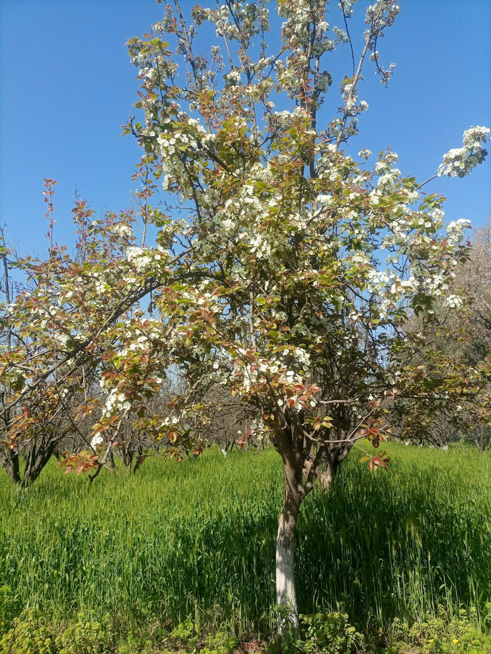 a tree with white flowers in a grassy field