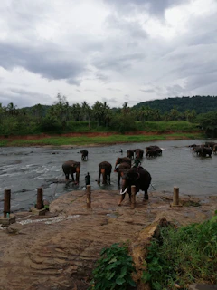 Elephants bathing in a river surrounded by dense jungle in northern Thailand