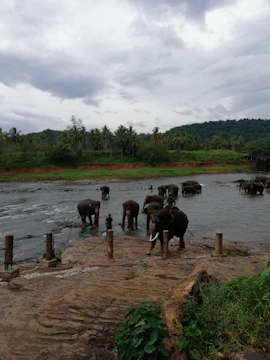 A serene image of a family of elephants bathing in a river under golden sunlight