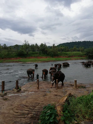An elephant herd crossing a serene river in Udawalawe at sunset.