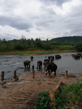 Elephants bathing in a river at Minneriya National Park during golden hour.