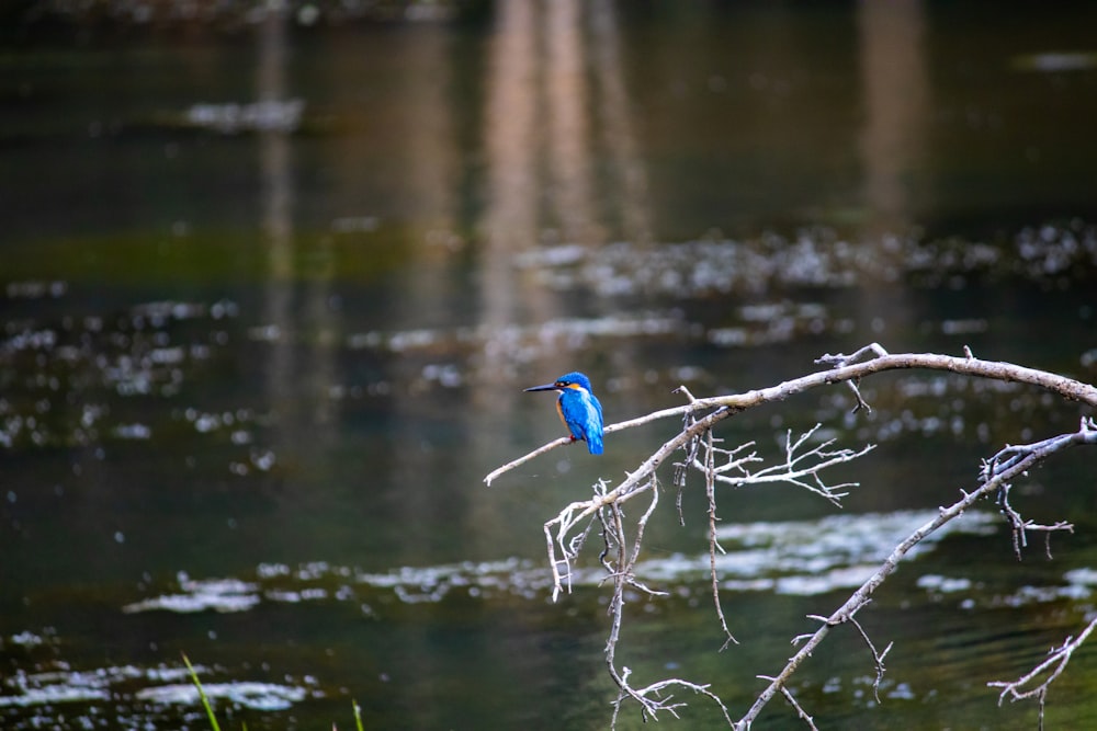 a small blue bird perched on a branch over a body of water