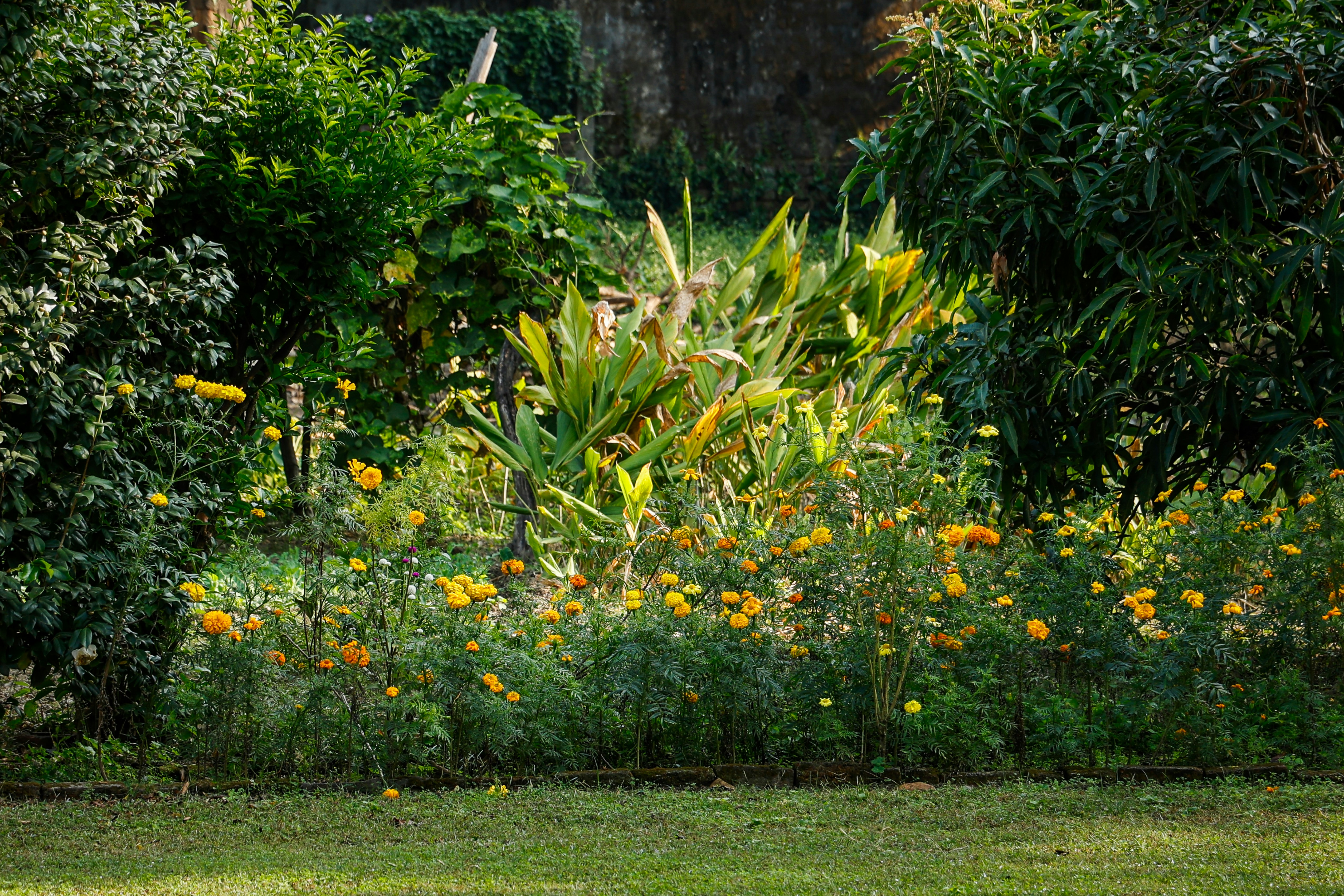 a lush green field filled with lots of orange flowers