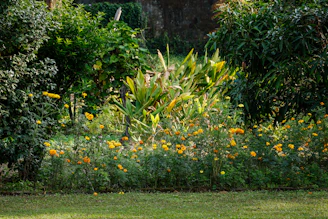 Здрава мулчирана цветна площ с ярко оранжеви и жълти цветове, напълно без плевели.