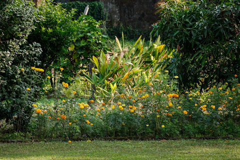 Здрава мулчирана цветна площ с ярко оранжеви и жълти цветове, напълно без плевели.