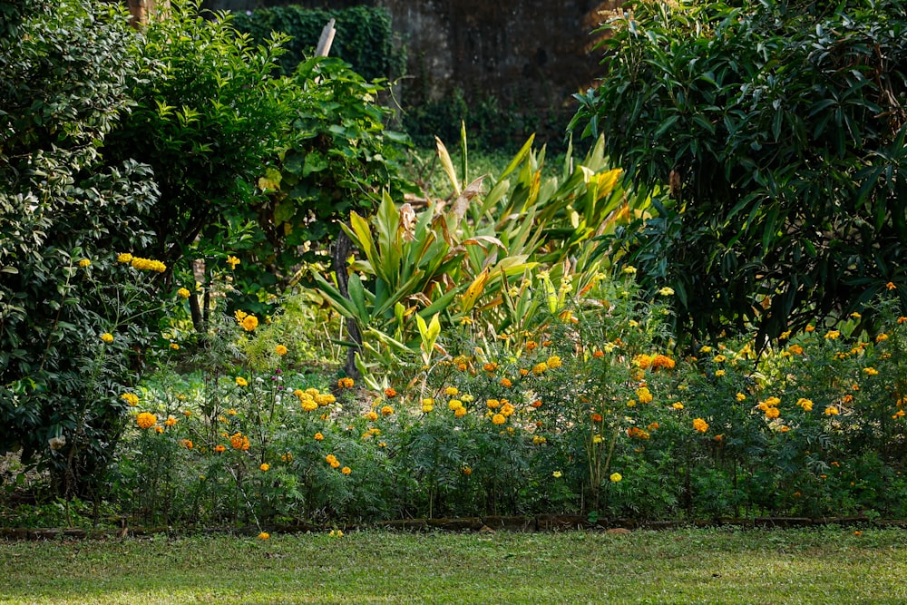 a lush green field filled with lots of orange flowers