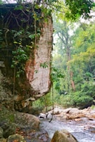 A large rock formation covered with green foliage and vines overlooks a flowing stream surrounded by an abundance of lush trees and plants in a dense jungle environment.