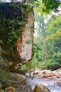 A large rock formation covered with green foliage and vines overlooks a flowing stream surrounded by an abundance of lush trees and plants in a dense jungle environment.