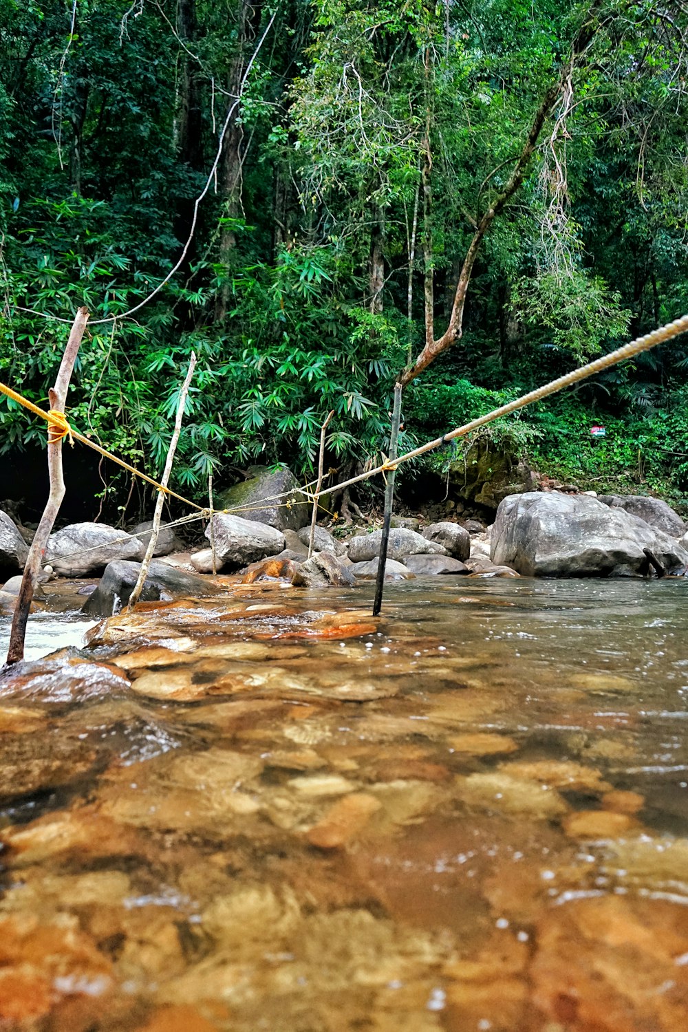 a stream running through a lush green forest