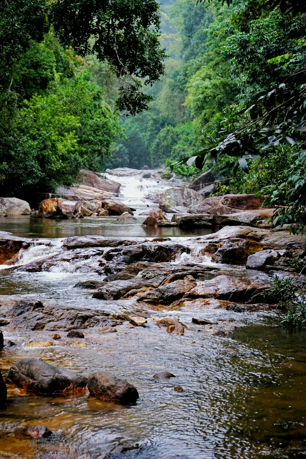 a river running through a lush green forest